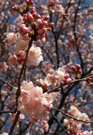 早春の桜のシーズン到来です♪